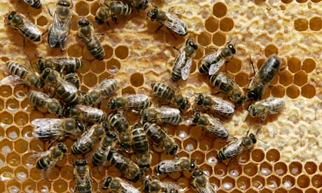 Poland beekeepers kick Monsanto out of the hive, successfully ban bee-killing GM corn