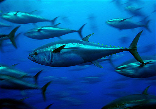 Radioactive Tuna from Fukushima on US Coast