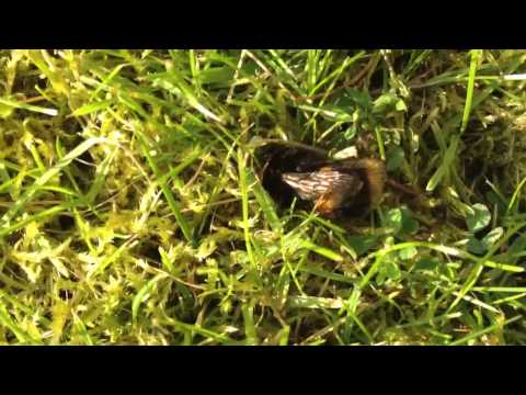 Video: Colony Collapse Disorder: I Keep Finding Dead Bees Everywhere!