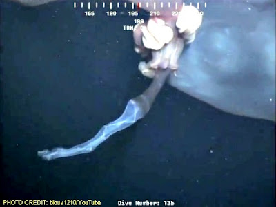 Video: Mysterious Creature Caught On Underwater Camera