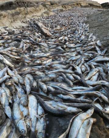 Japan: Ten Thousand Sardines Found Dead In South Kanagawa