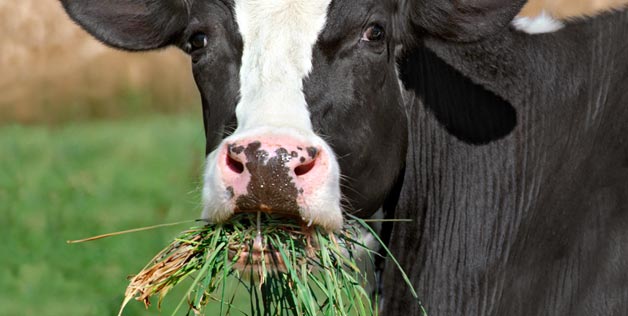 Mysterious Mass Cattle Deaths May Be Caused By Random Grass Mutation