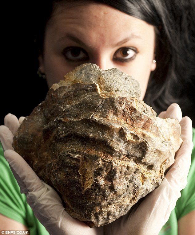 150-million-year-old oyster which is ten times normal size probably contains the world’s biggest pearl – but no-one wants to open it to find out