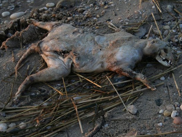 Actually, Lots Of Monstrous Creatures Have Been Found On Beaches