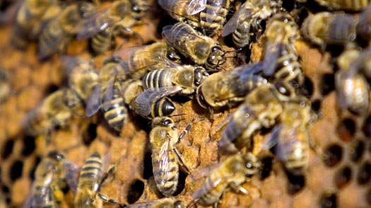 Death of the Birds and the Bees Across America