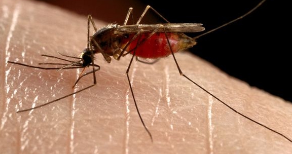 Florida Keys residents resist release of dengue fever-immune mosquitoes