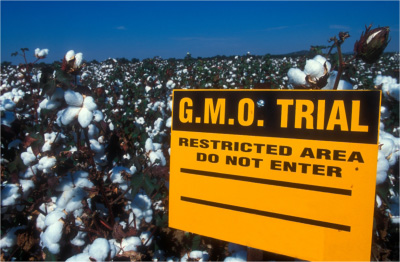 ‘Monsanto Protection Act’ to grant biotech industry total immunity over GM crops?