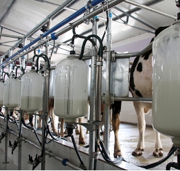 Monsanto’s Cloned Growth Hormone rBST Still Contaminates US Milk