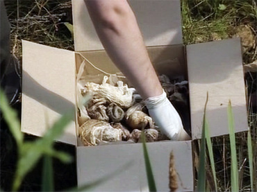 Shock discovery: 248 human embryos found trashed in Russian forest (GRAPHIC PHOTOS)