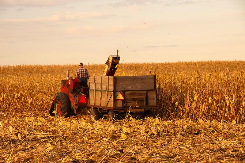 The Price Of Corn Hits A Record High As A Global Food Crisis Looms