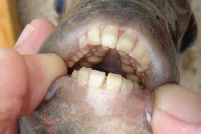 Video: Horrific Testicle-Eating Fish Invade IL Lake