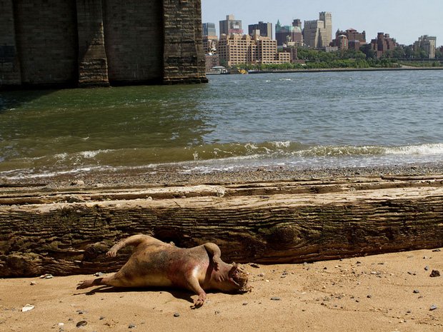 What The Heck Is This Terrifying Creature Found Under The Brooklyn Bridge?