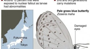 Fukushima ’caused mutant butterflies’