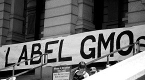Top 10 Lies Told by Monsanto on GMO Labeling in California