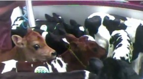 Video: The meat industry doesn’t want you to see