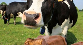 Cattle Now Being Fed Cookies and Candies Instead of Real Food
