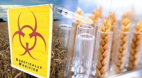 GMO alert: Eating GM wheat may destroy your liver, warn scientists