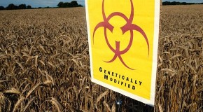 Monsanto Launches Damage Control Over GMO/Cancer Study