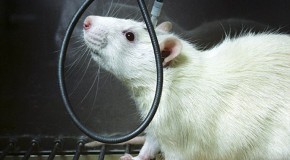 Researchers successfully manipulate rat DREAMS… and human dreams could be next