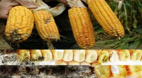 Russia suspends import and use of American GM corn after study revealed cancer risk