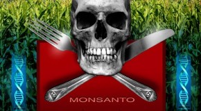 The GMO debate is over; GM crops must be immediately outlawed; Monsanto halted from threatening humanity