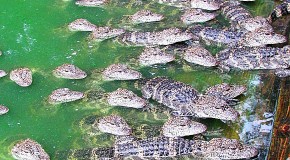 Thousands of Crocodiles Emerge From Water in China, Sign of Imminent Earthquake?