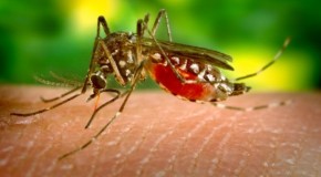 West Nile Virus “Outbreak” Justifies Spraying Toxic Chemicals onto Citizens