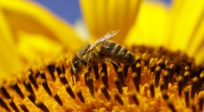 Zombie honeybees discovered in Washington state