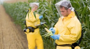 Americans Waking Up to the Dangers of GMO Foods