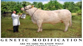 Frankenscientists Announce Mutant GMO Cows to Produce Hormone-Induced ‘Engineered’ Milk