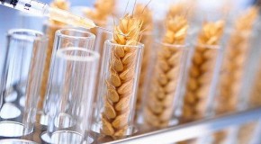 GM Wheat May Permanently Alter Human Genome, Spark Early Death