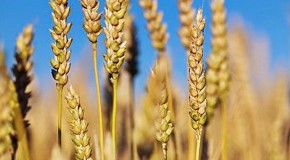 Modern wheat is a “perfect, chronic poison,”
