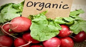 Top 10 Healthy Yet Cheap Organic Foods