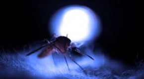 Genetically Modified Mosquitoes Released in the Millions with No Risk Assessment