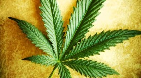 Spain Study Confirms Hemp Oil Cures Cancer without Side Effects