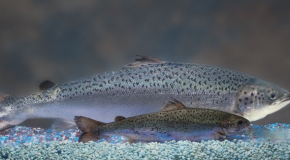 FDA Soon Ready to Approve Genetically Modified Salmon for Human Consumption