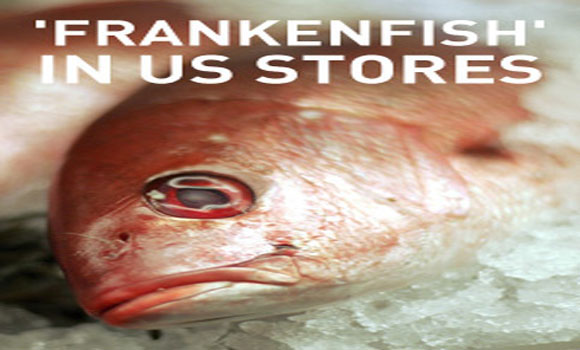 Genetically modified frankenfish to appear in US stores