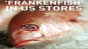 Genetically modified ‘frankenfish’ to appear in US stores
