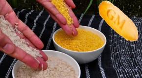 Scientists in China Fired For Secretly Testing GMO Rice on Children