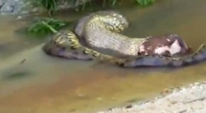 Video: Snake Vomits Entire Cow