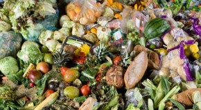 Almost half of the world’s food thrown away, report finds