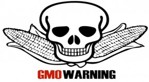Is Genetically Modified Food Killing Us?
