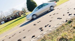 MASS BIRD DIE-OFF: Up to 300 Birds Mysteriously Fall From The Sky In Seymour, Tennessee?!