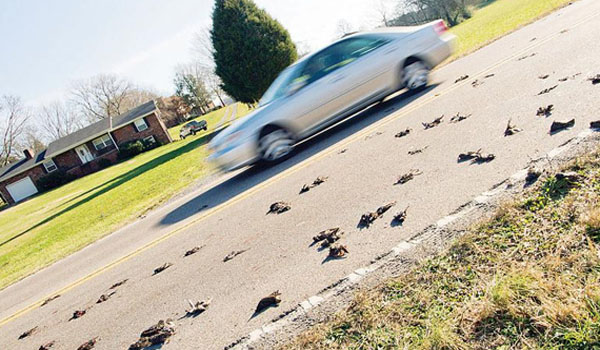 MASS BIRD DIE-OFF Up to 300 Birds Mysteriously Fall From The Sky In Seymour, Tennessee