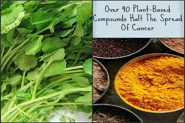 Over 40 Plant-Based Compounds Halt the Spread of Cancer