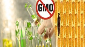 Poland Bans Genetically Modified Crops