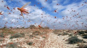 Population Control Advocacy Group: Humans Equal Locusts