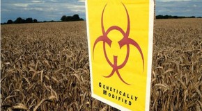 Uncovered, the ‘toxic’ gene hiding in GM crops: Revelation throws new doubt over safety of foods