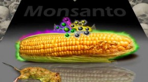 Debunking the GMO Talking Points with Ease