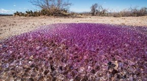 Mysterious, purple spheres found in the desert